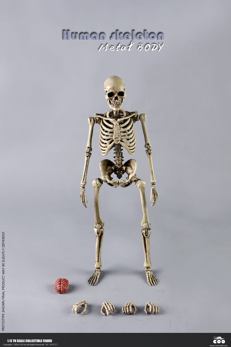 Coo Model - The Human Skeleton (Diecast Alloy) – Ages Three and Up