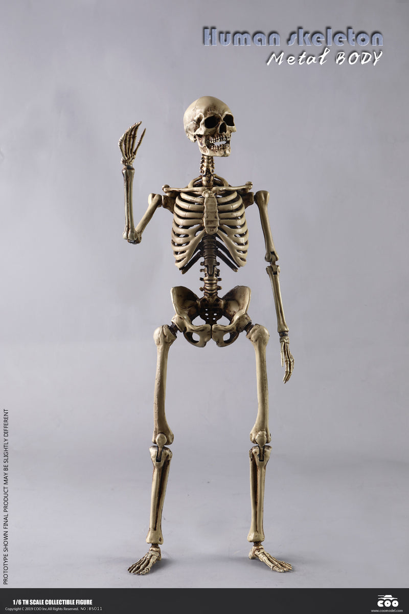 Load image into Gallery viewer, Coo Model - The Human Skeleton (Diecast Alloy)

