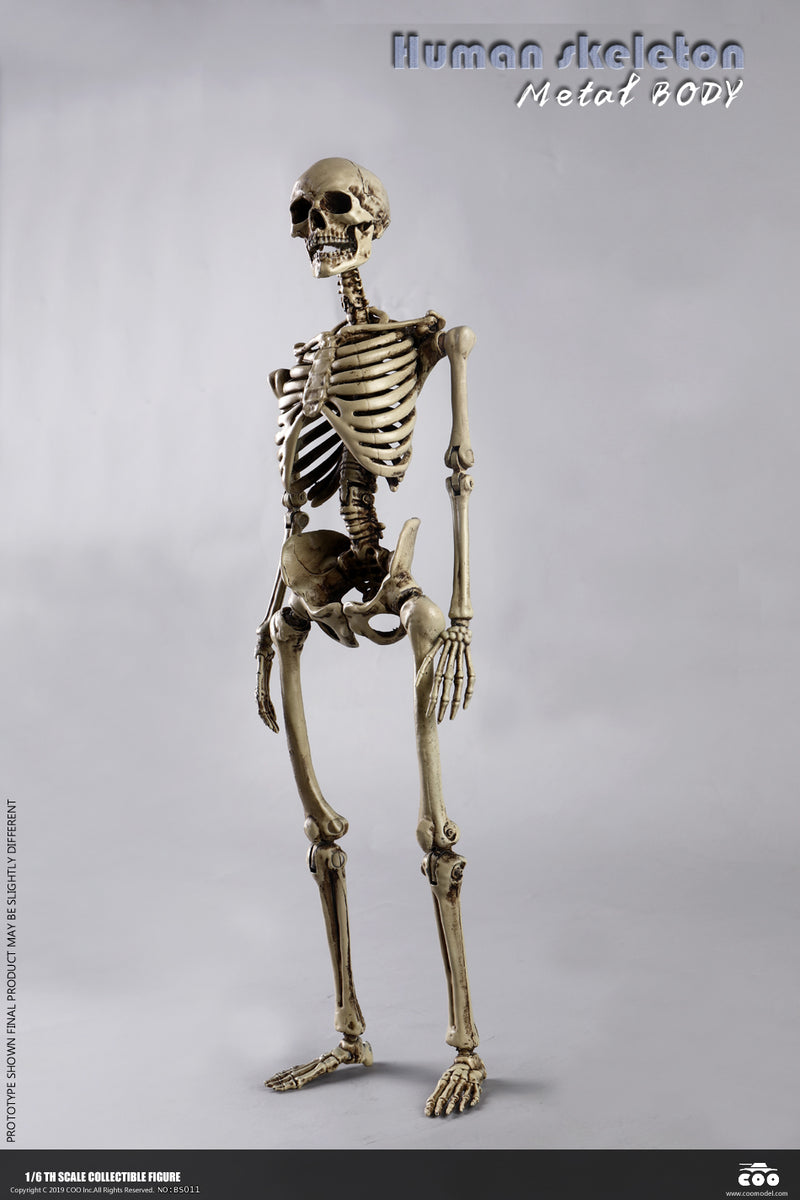 Load image into Gallery viewer, Coo Model - The Human Skeleton (Diecast Alloy)
