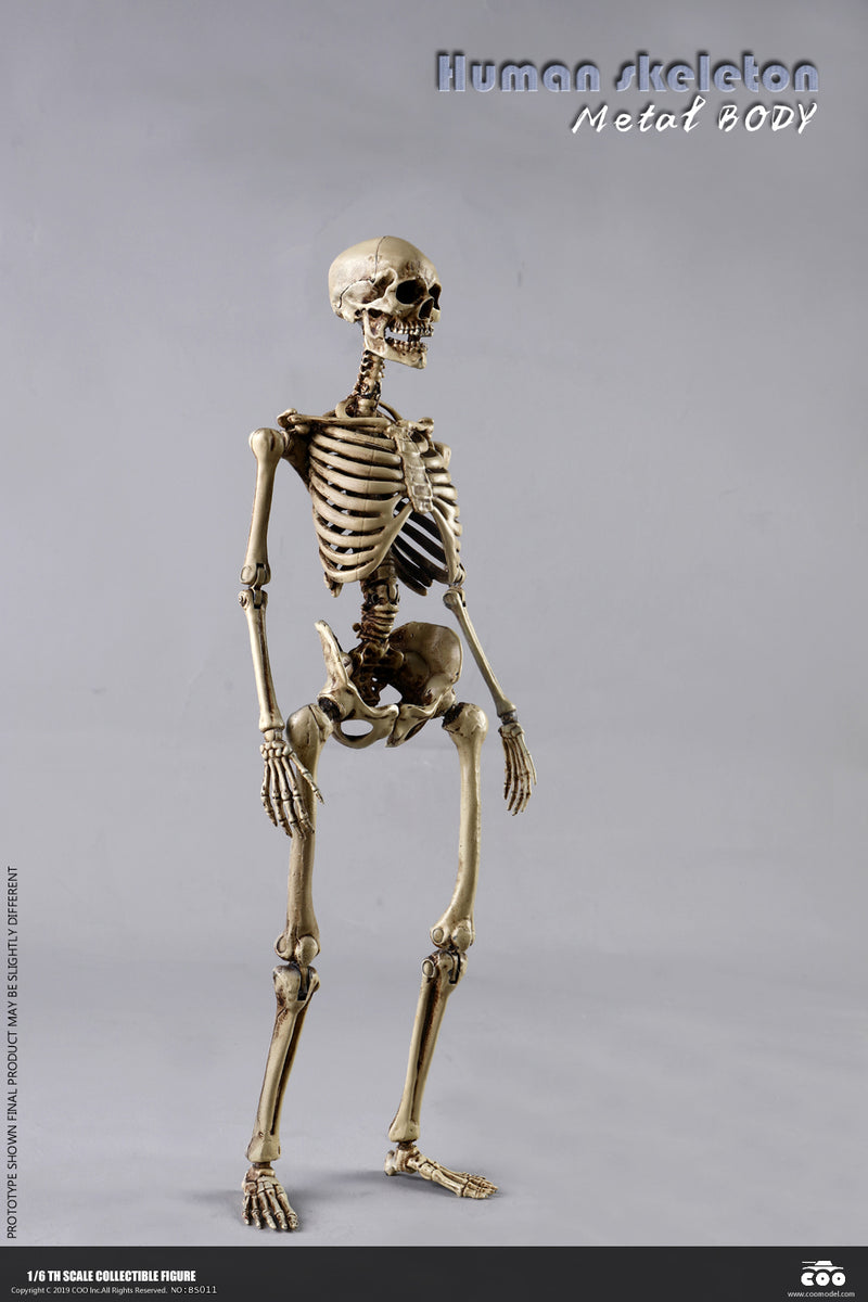 Load image into Gallery viewer, Coo Model - The Human Skeleton (Diecast Alloy)
