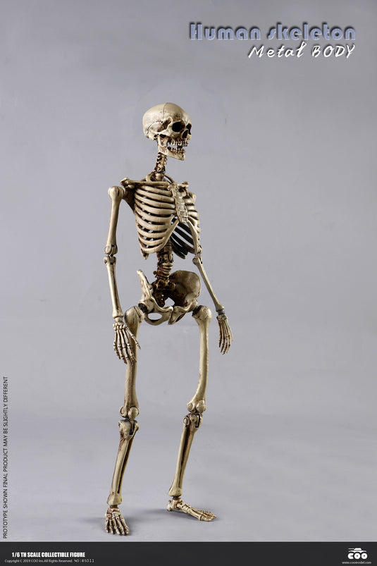 Coo Model - The Human Skeleton (Diecast Alloy)