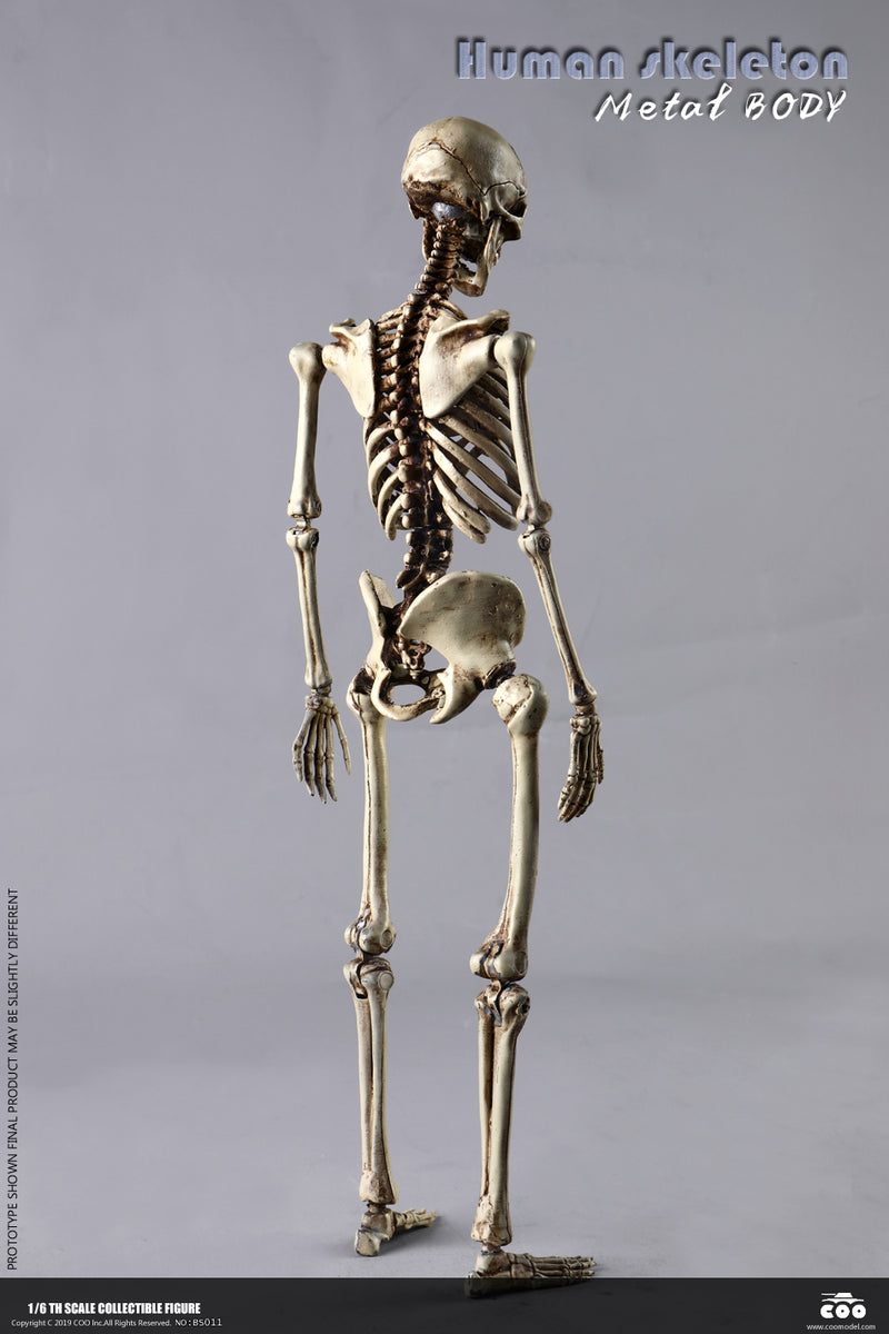 Load image into Gallery viewer, Coo Model - The Human Skeleton (Diecast Alloy)

