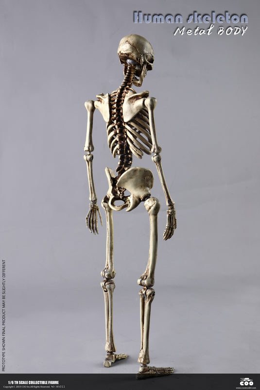 Coo Model - The Human Skeleton (Diecast Alloy)