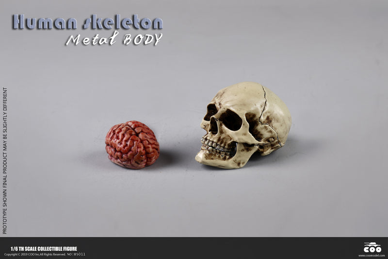 Load image into Gallery viewer, Coo Model - The Human Skeleton (Diecast Alloy)
