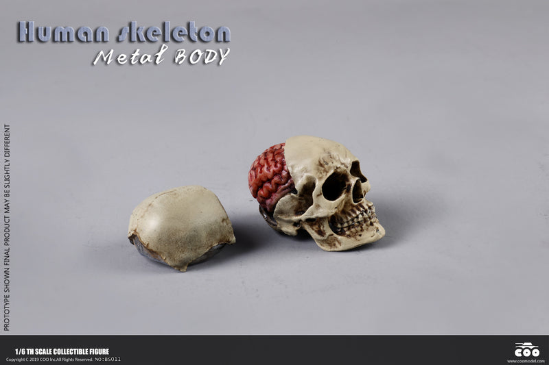 Load image into Gallery viewer, Coo Model - The Human Skeleton (Diecast Alloy)
