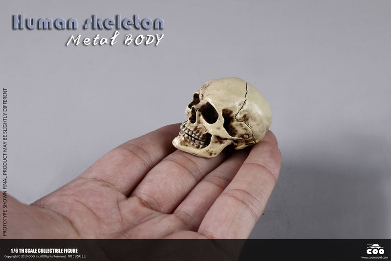 Load image into Gallery viewer, Coo Model - The Human Skeleton (Diecast Alloy)
