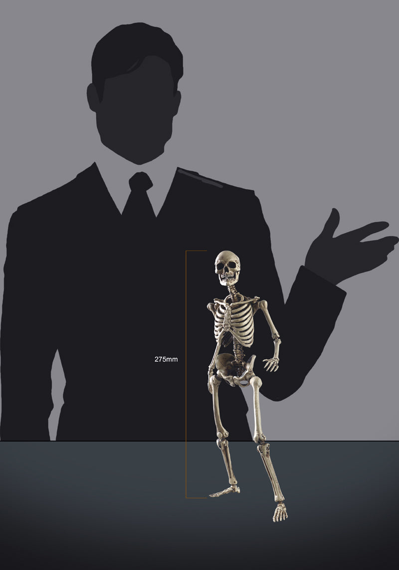 Load image into Gallery viewer, Coo Model - The Human Skeleton (Diecast Alloy)
