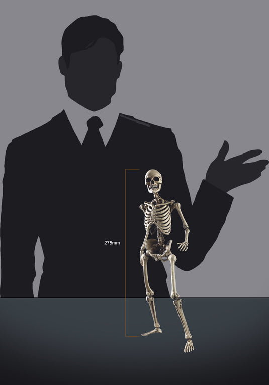 Coo Model - The Human Skeleton (Diecast Alloy)