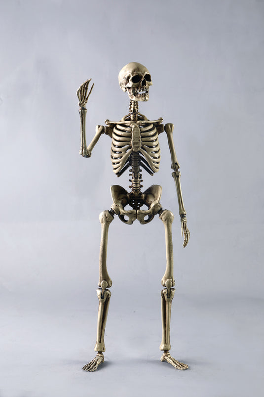 Coo Model - The Human Skeleton (Diecast Alloy)