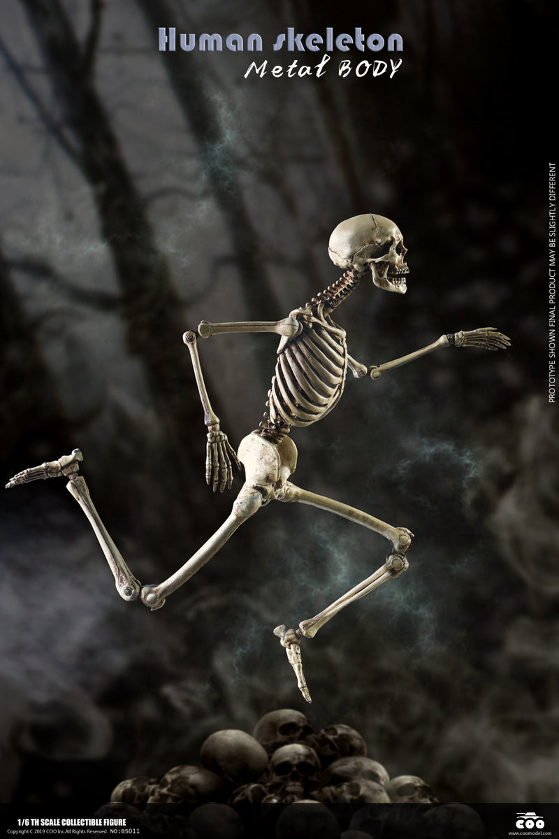 Load image into Gallery viewer, Coo Model - The Human Skeleton (Diecast Alloy)
