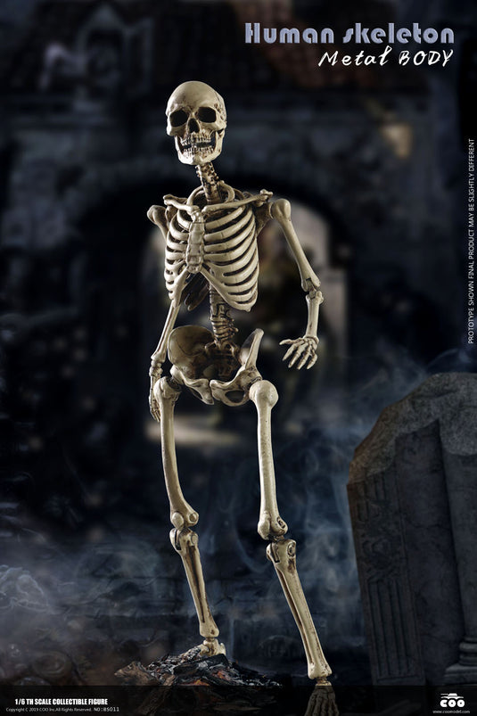 Coo Model - The Human Skeleton (Diecast Alloy)
