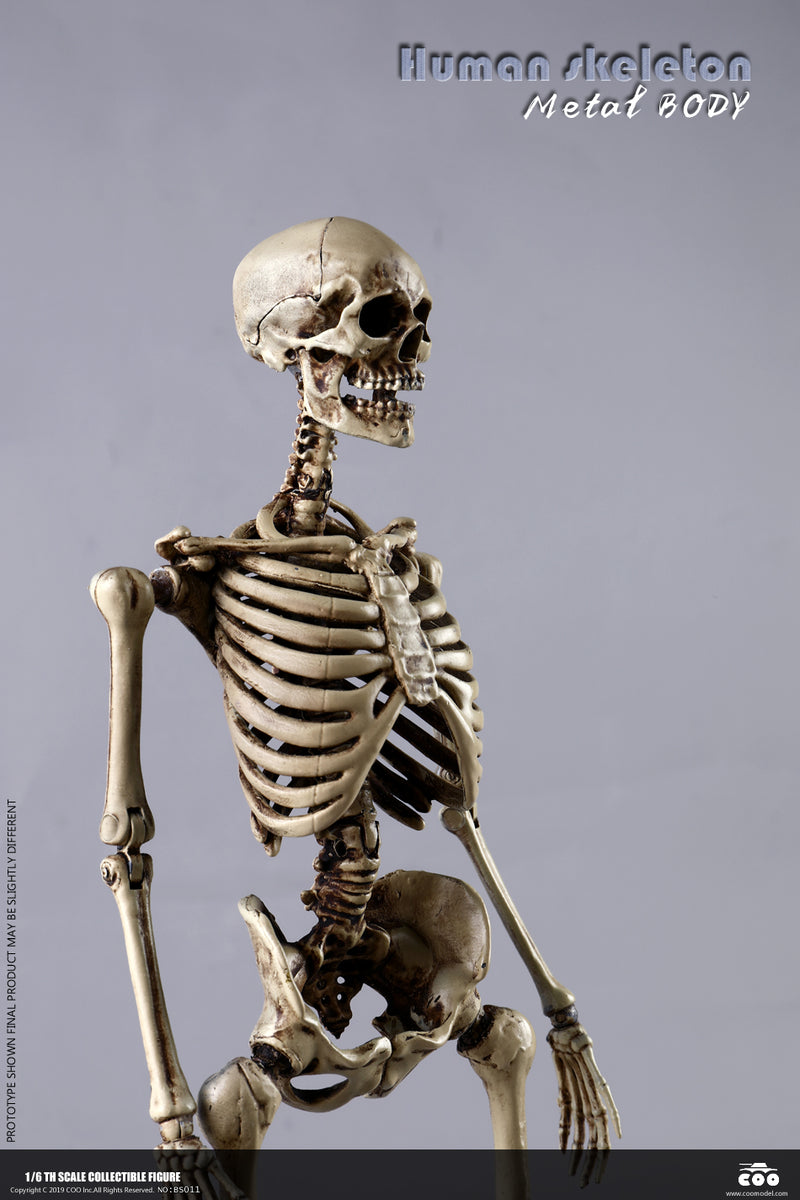 Load image into Gallery viewer, Coo Model - The Human Skeleton (Diecast Alloy)
