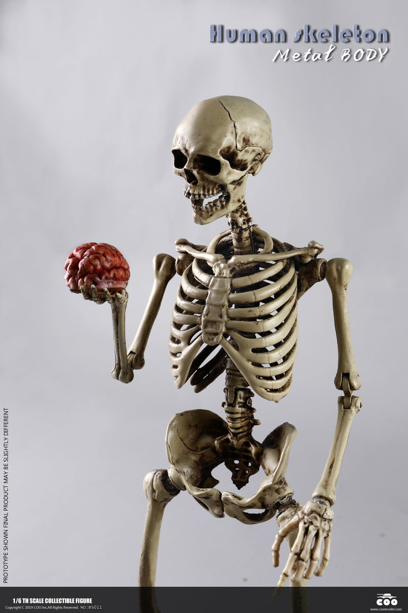 Load image into Gallery viewer, Coo Model - The Human Skeleton (Diecast Alloy)
