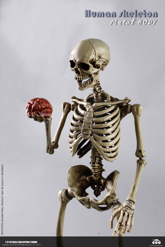 Coo Model - The Human Skeleton (Diecast Alloy)