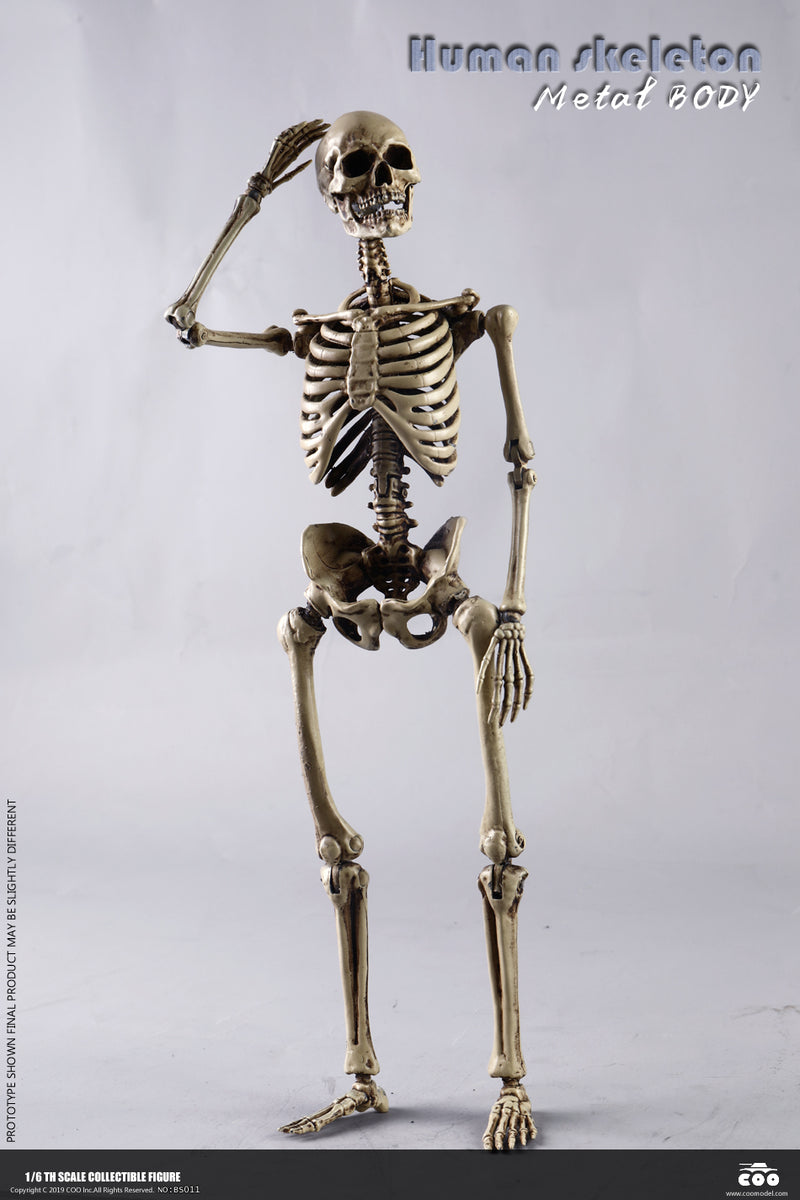 Load image into Gallery viewer, Coo Model - The Human Skeleton (Diecast Alloy)
