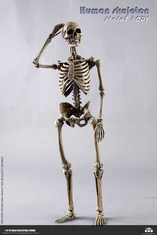 Coo Model - The Human Skeleton (Diecast Alloy)