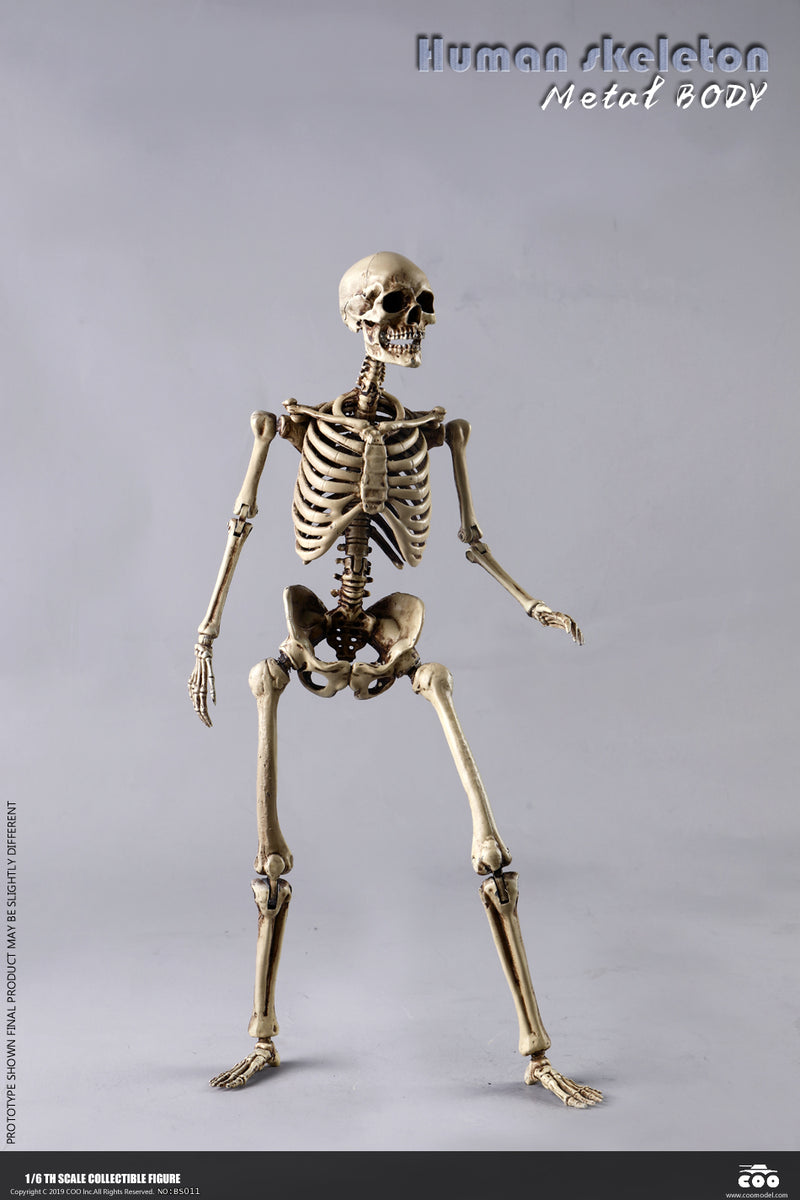 Load image into Gallery viewer, Coo Model - The Human Skeleton (Diecast Alloy)
