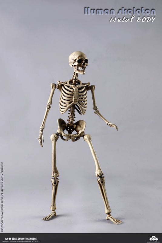 Coo Model - The Human Skeleton (Diecast Alloy)