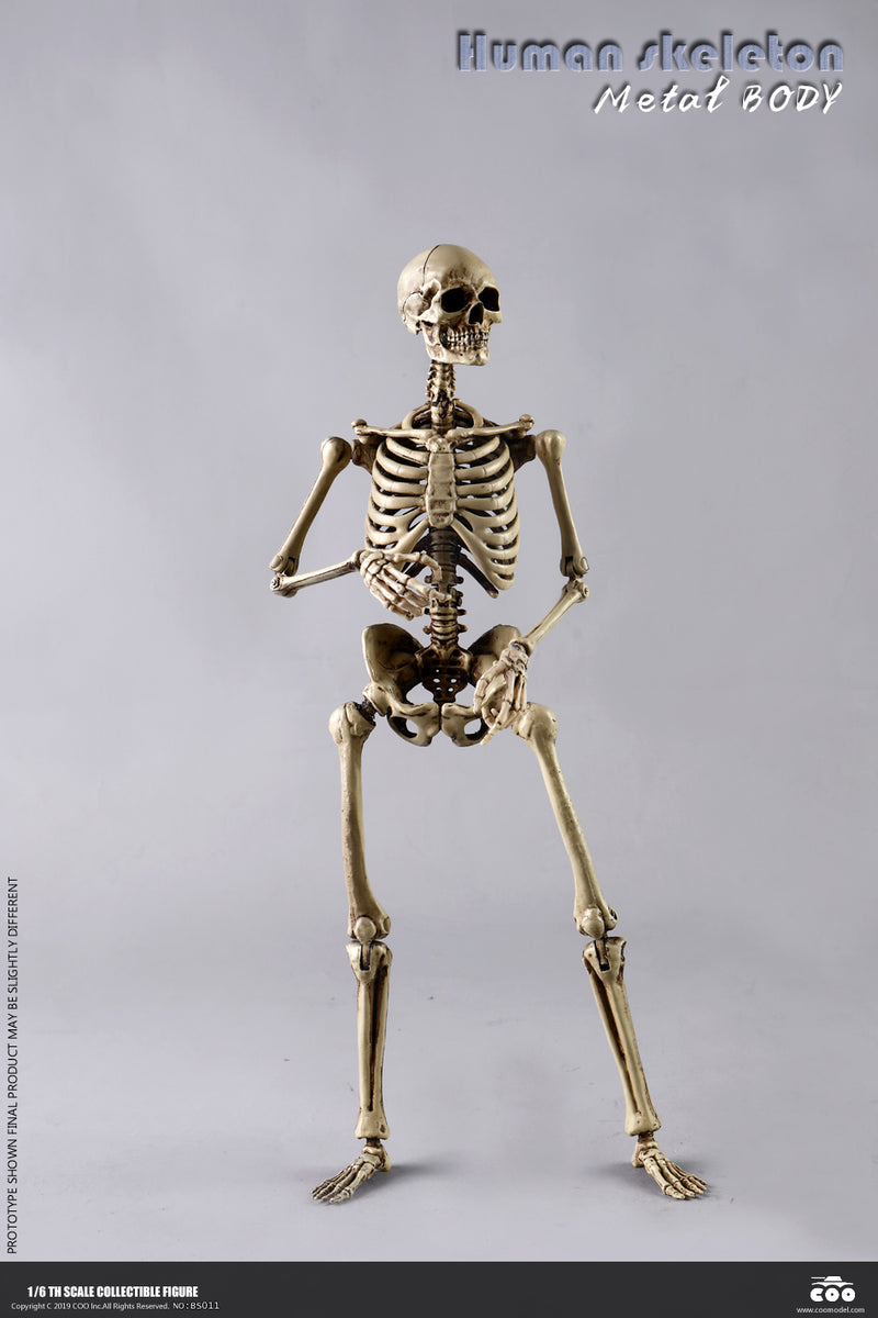 Load image into Gallery viewer, Coo Model - The Human Skeleton (Diecast Alloy)
