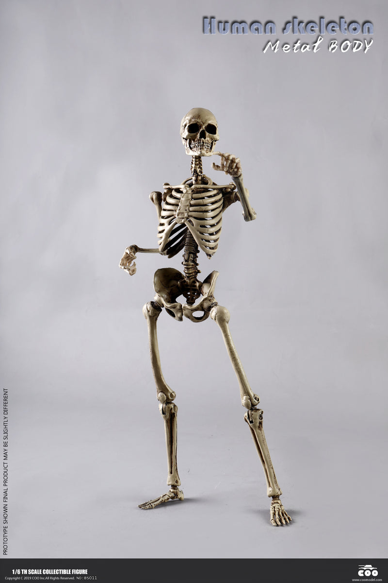 Load image into Gallery viewer, Coo Model - The Human Skeleton (Diecast Alloy)
