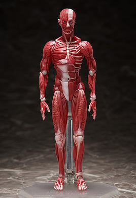 FREEing - The Table Museum Figma: SP-142 Human Anatomical Model