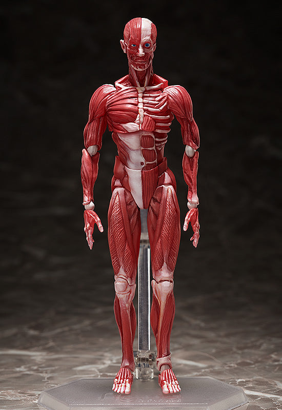 Load image into Gallery viewer, FREEing - The Table Museum Figma: SP-142 Human Anatomical Model
