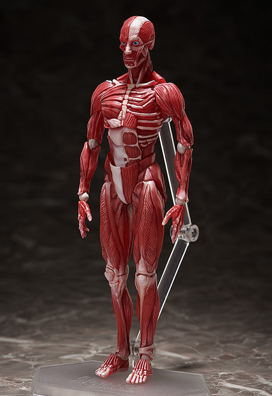 FREEing - The Table Museum Figma: SP-142 Human Anatomical Model