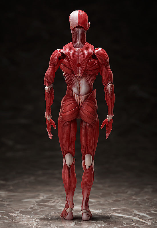 Load image into Gallery viewer, FREEing - The Table Museum Figma: SP-142 Human Anatomical Model
