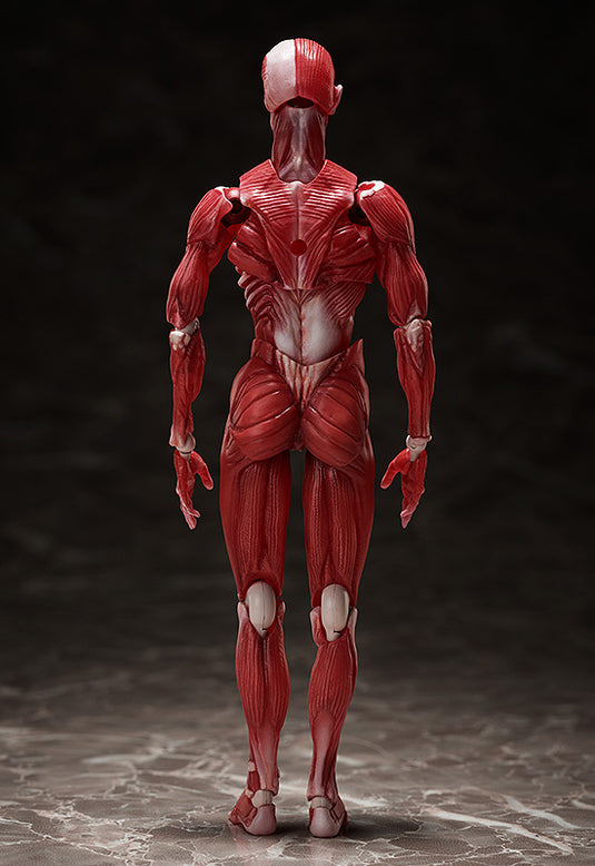 FREEing - The Table Museum Figma: SP-142 Human Anatomical Model