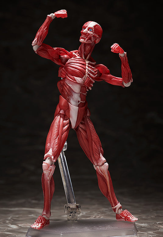 FREEing - The Table Museum Figma: SP-142 Human Anatomical Model