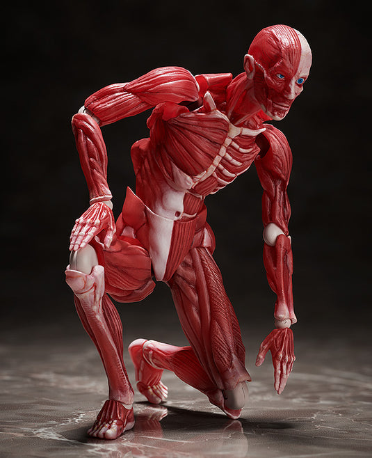FREEing - The Table Museum Figma: SP-142 Human Anatomical Model