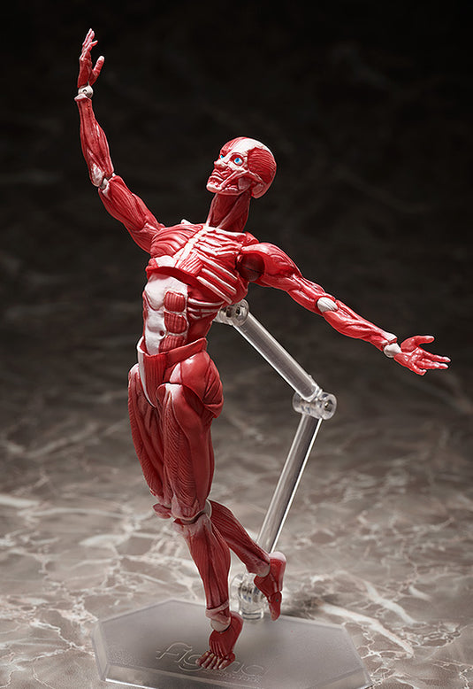 FREEing - The Table Museum Figma: SP-142 Human Anatomical Model