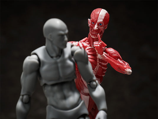 FREEing - The Table Museum Figma: SP-142 Human Anatomical Model