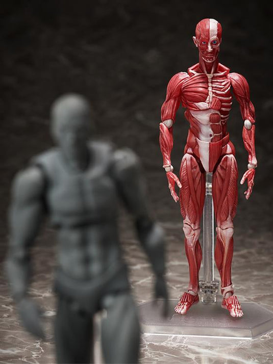 FREEing - The Table Museum Figma: SP-142 Human Anatomical Model